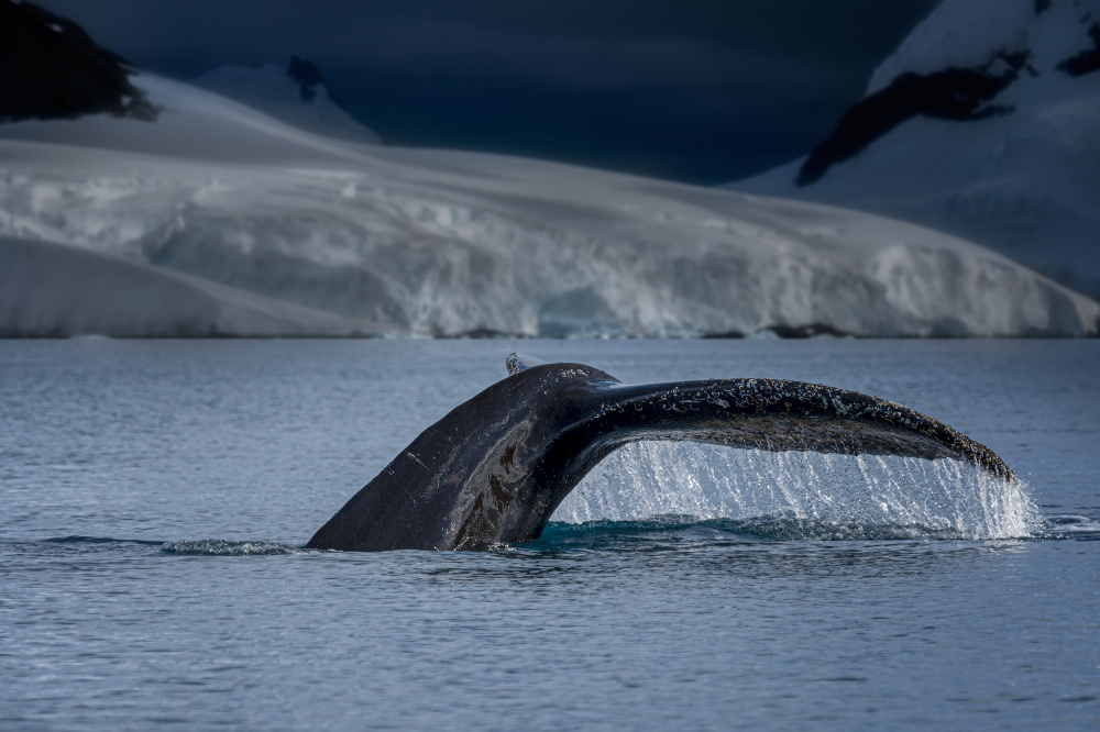 A Whale in Antarctica von John-Mei Zhong