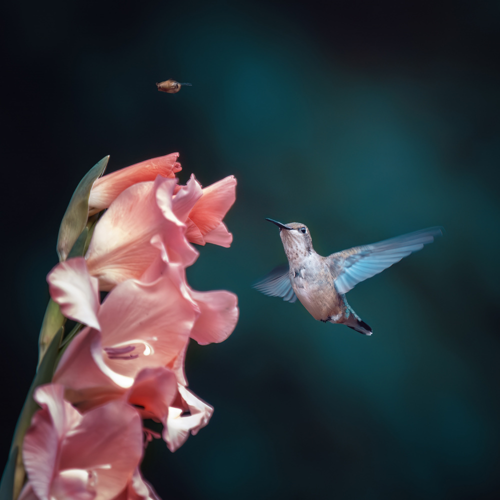 Hummingbird drove bees away from nectar von John-Mei Zhong