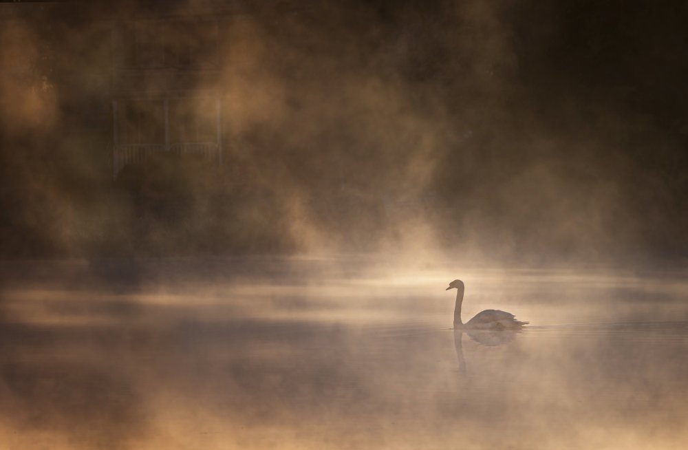 Foggy morning von John-Mei Zhong