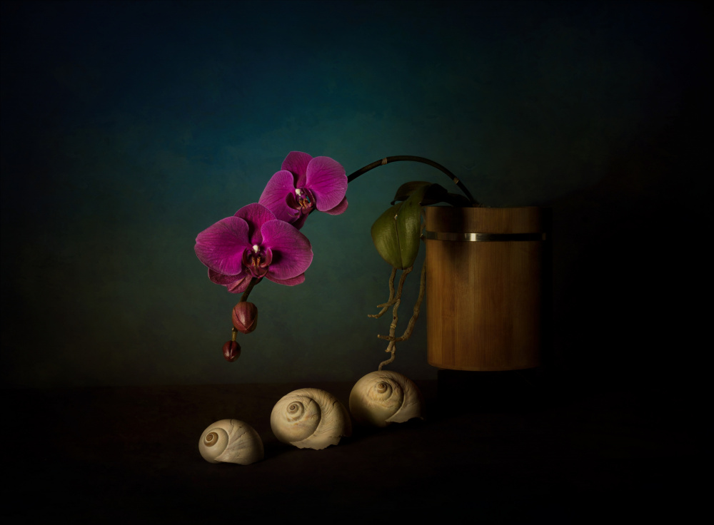 Orchid and sea shells von John-Mei Zhong