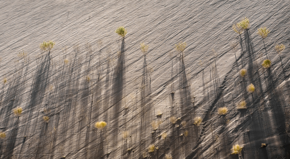 Dune Shadows von John Rickwood