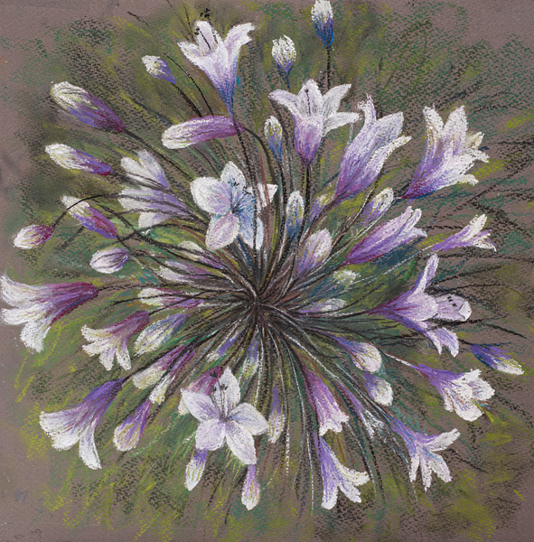 Agapanthus von Margo Starkey