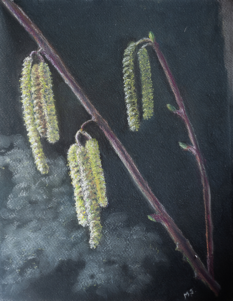 Catkins von Margo Starkey