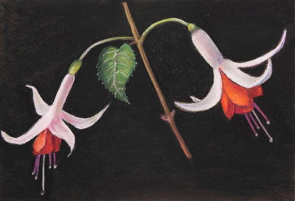 Fuchsias von Margo Starkey