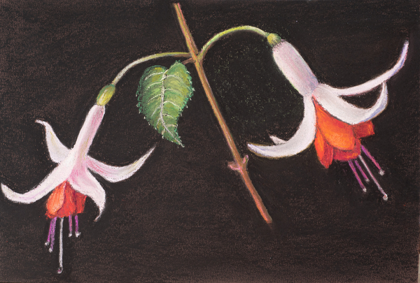 Fuchsias from my garden von Margo Starkey