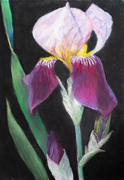 Iris from my garden von Margo Starkey