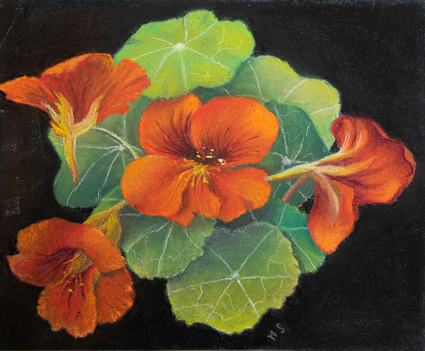 Nasturtiums von Margo Starkey