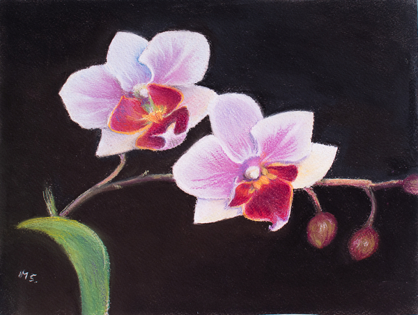 Orchid in my Bedroom von Margo Starkey