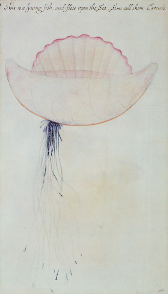 Portuguese Man-o'-War von John White