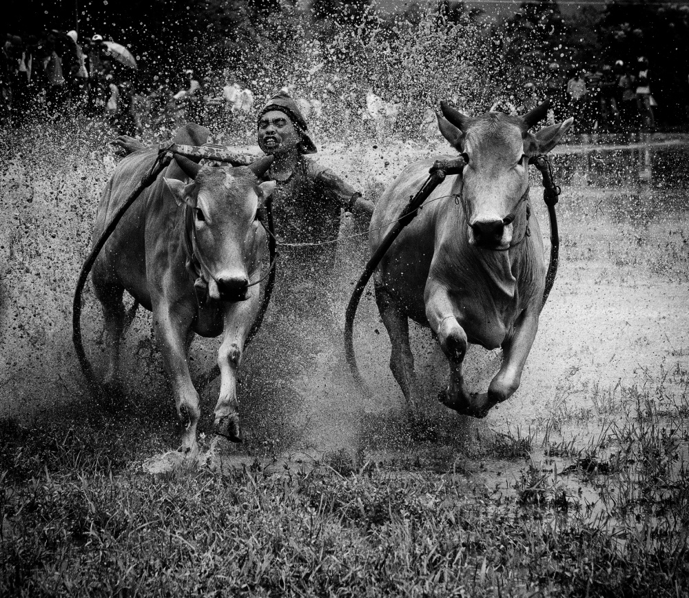 The bulls racing von John Yuk Kong Chung