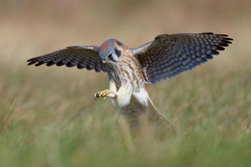 American Kestrel Hunting von Johnny Chen