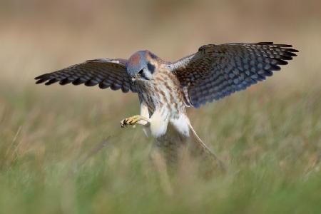 American Kestrel Hunting