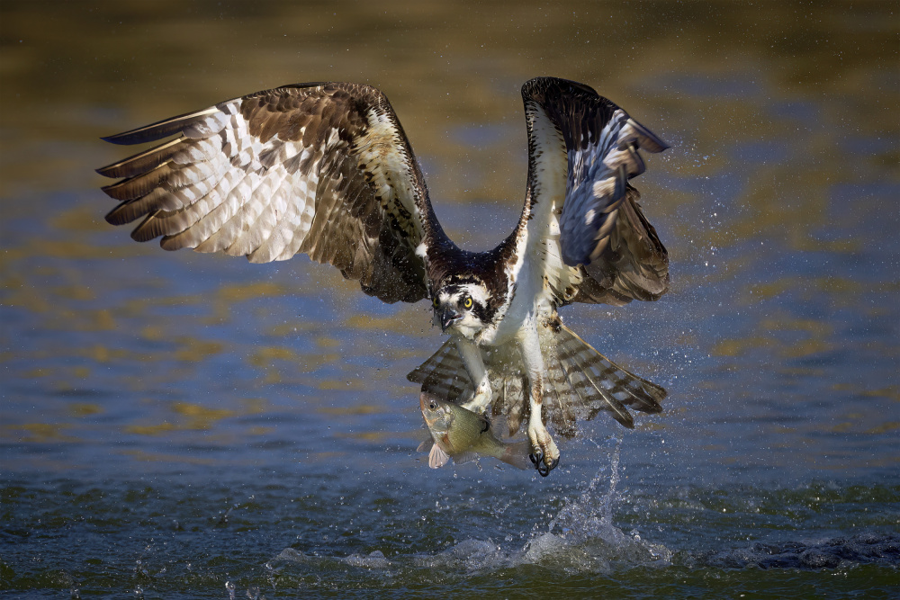 The Fishermans Catch von Johnny Chen