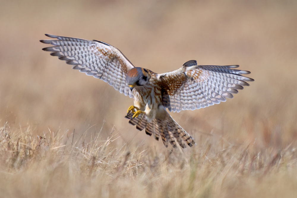 The Hunters Flight von Johnny Chen