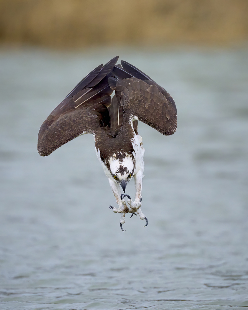 A Successful Dive von Johnny Chen