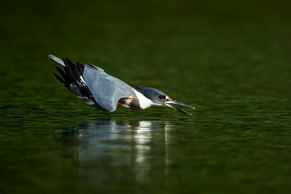 Kingfisher in action von Johnny Chen