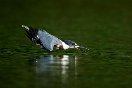 Kingfisher in action