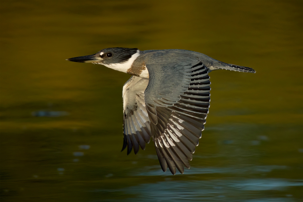 Belted Kingfisher von Johnny Chen