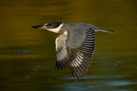 Belted Kingfisher