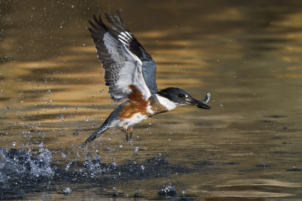 Belted Kingfisher von Johnny Chen