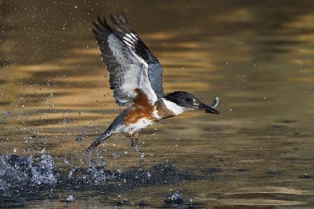 Belted Kingfisher