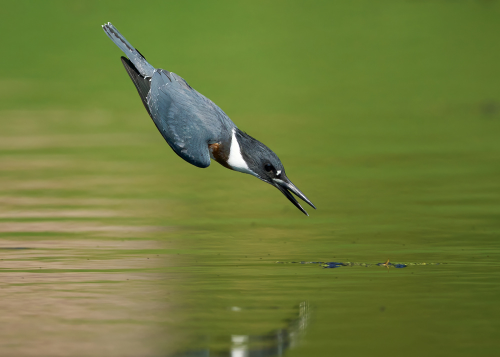 Belted Kingfisher in Action von Johnny Chen