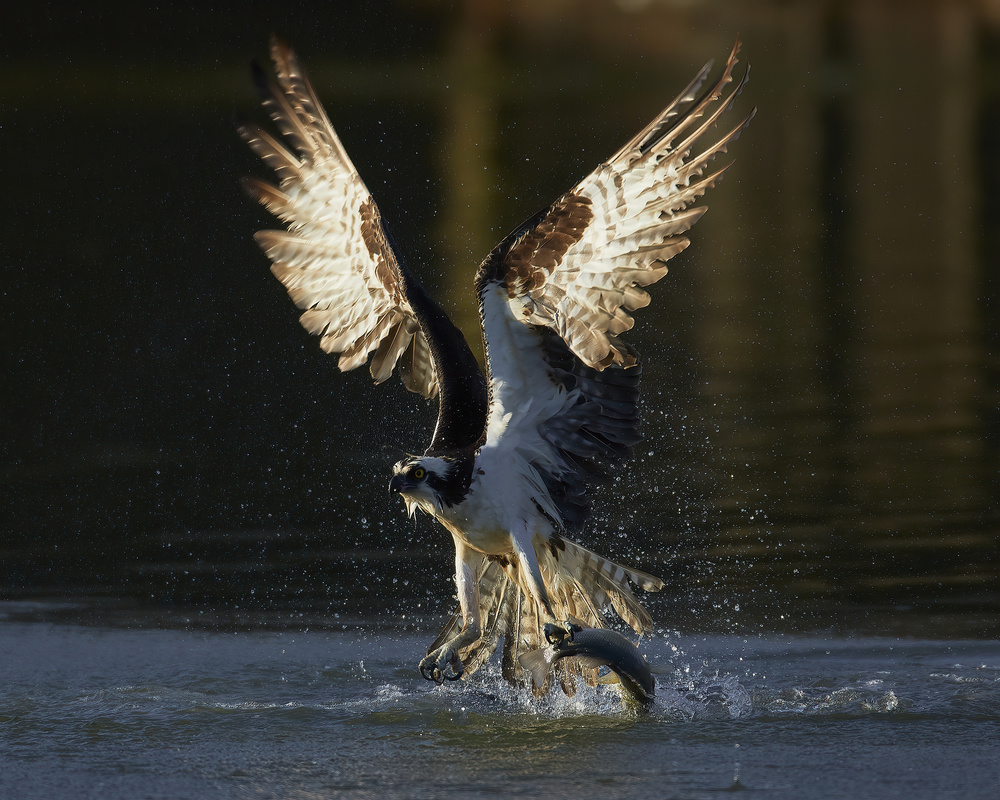 Angel Wings von Johnny Chen