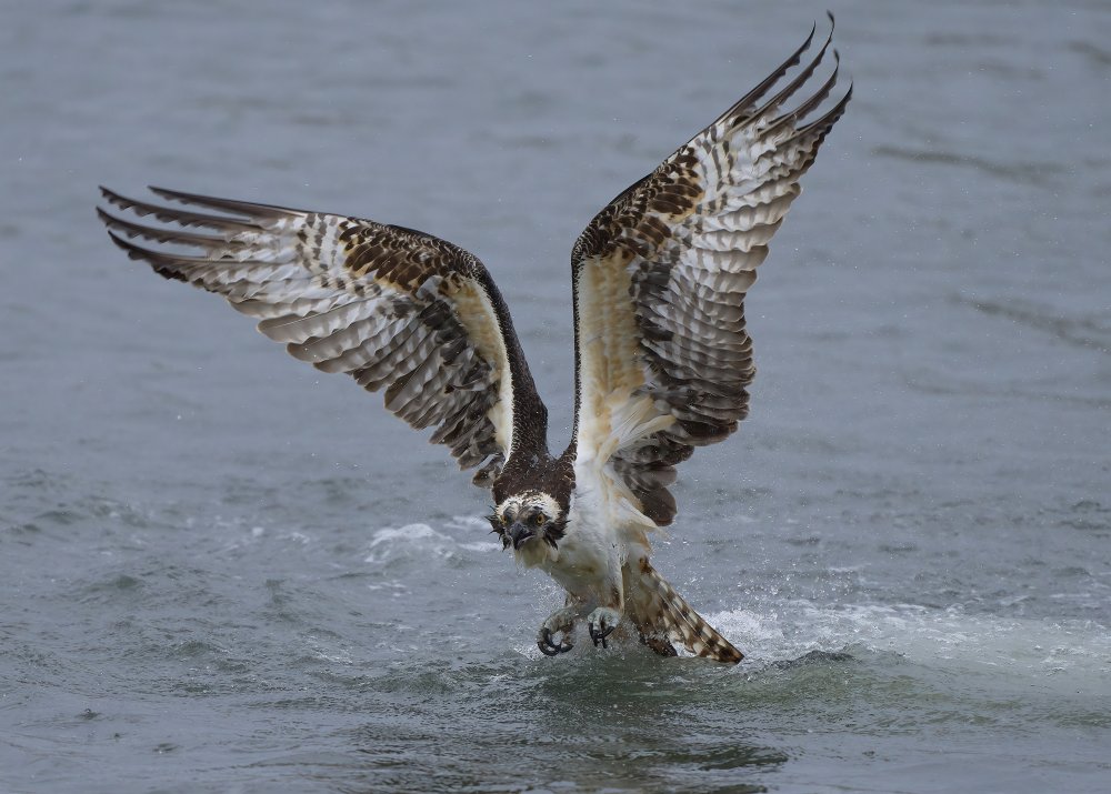 Osprey von Johnny Chen