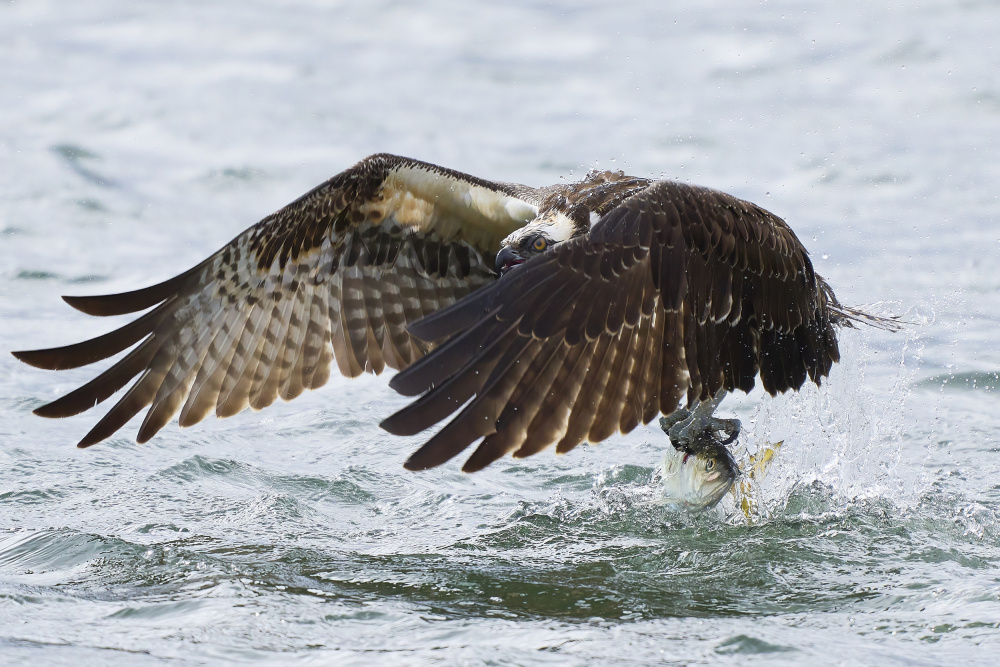 Osprey von Johnny Chen