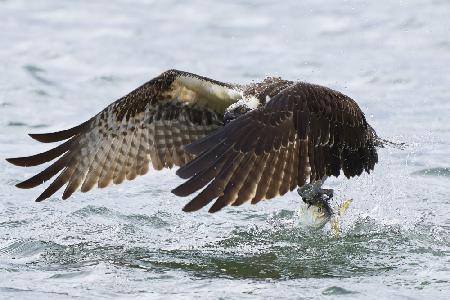 Osprey