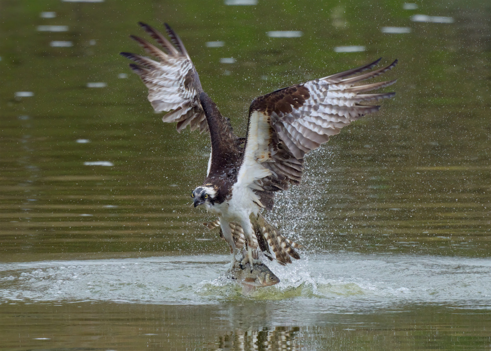 Ospreys catch fish von Johnny Chen