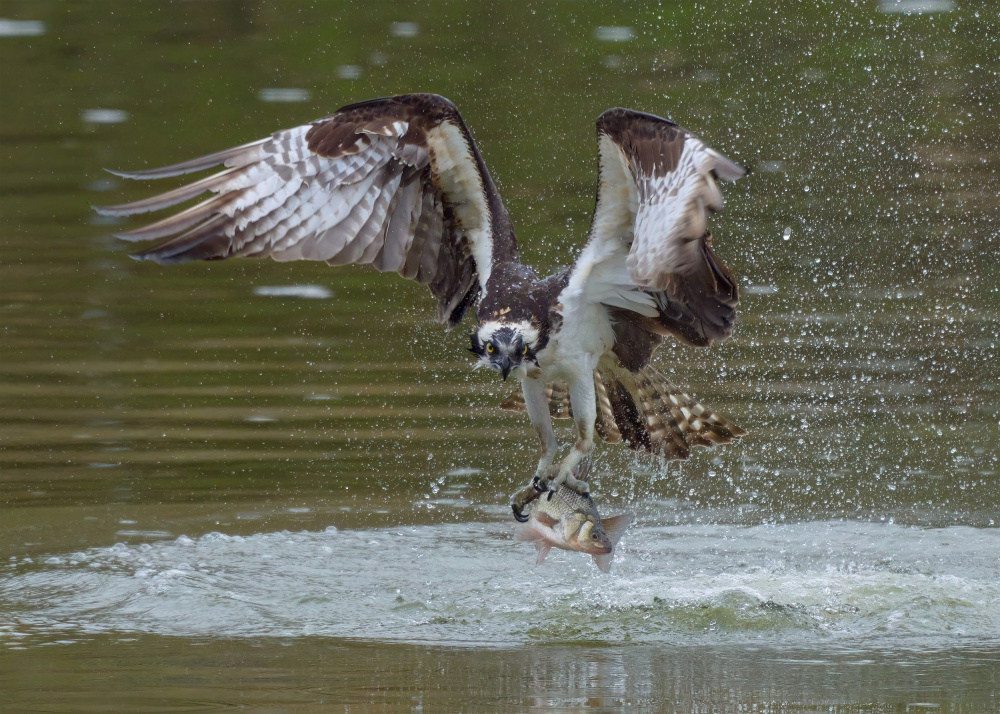 Osprey Grasping a Fish von Johnny Chen