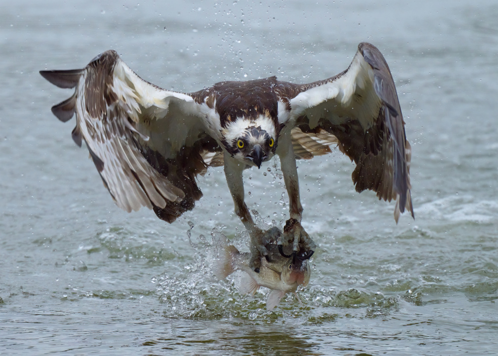 Osprey with catch von Johnny Chen