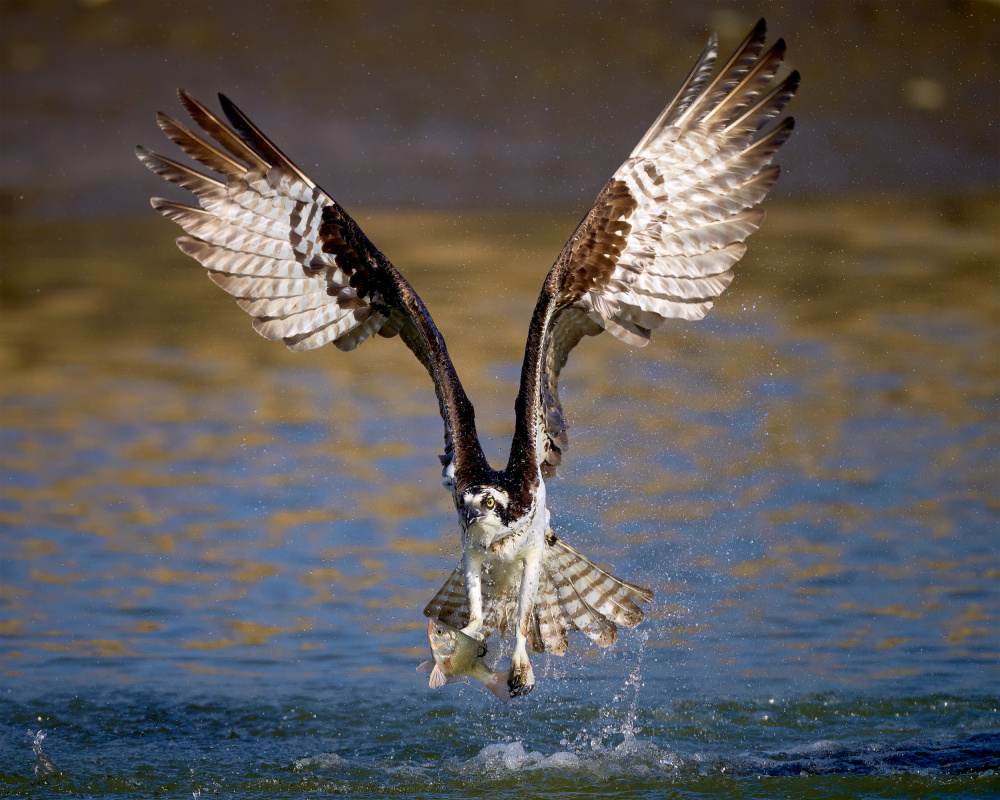 Osprey with catch von Johnny Chen