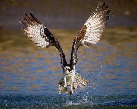 Osprey with catch