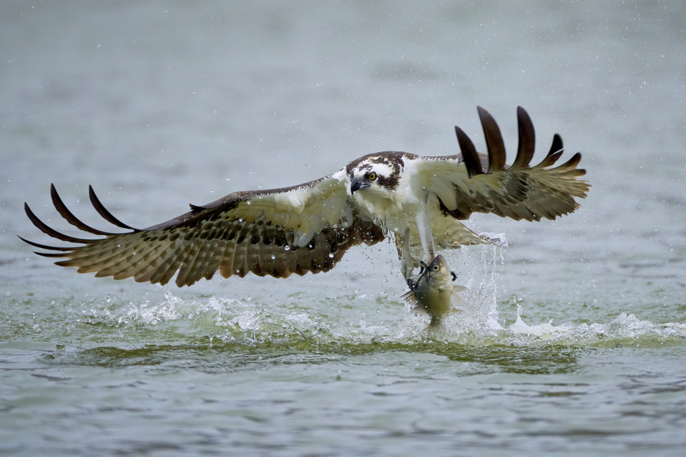 Osprey with catch von Johnny Chen