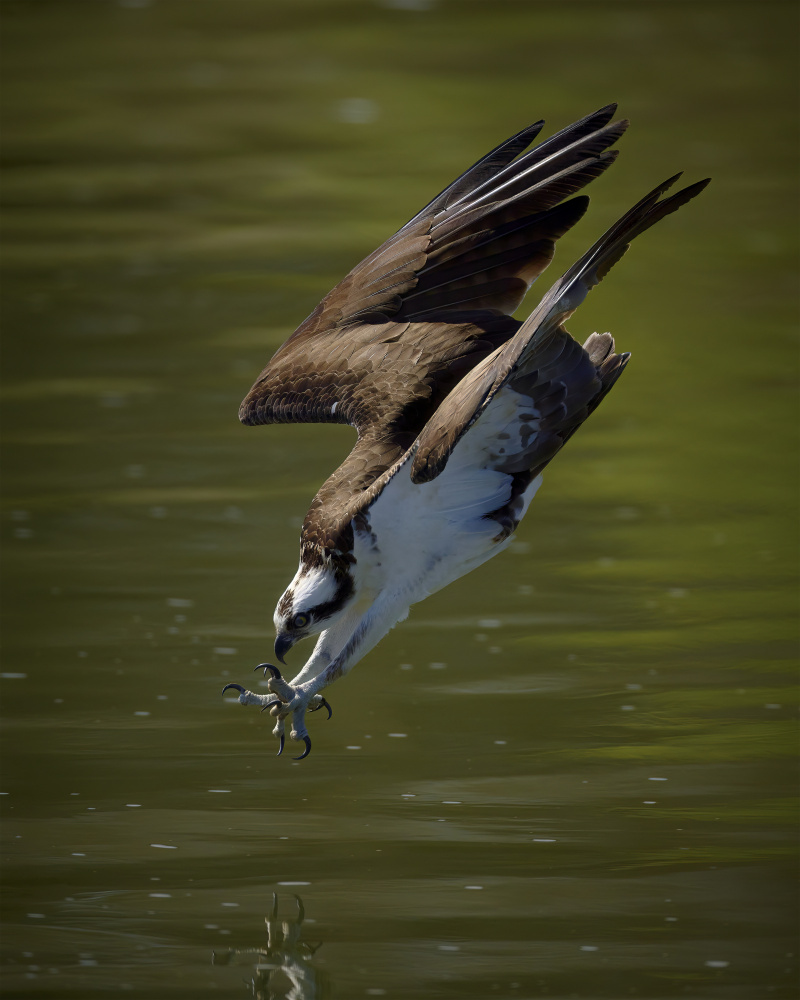 Osprey hunting von Johnny Chen