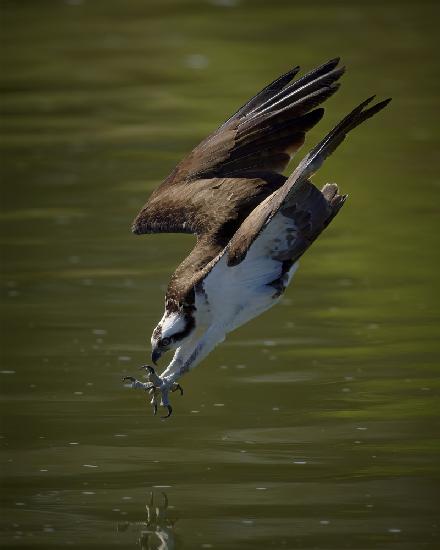 Osprey hunting