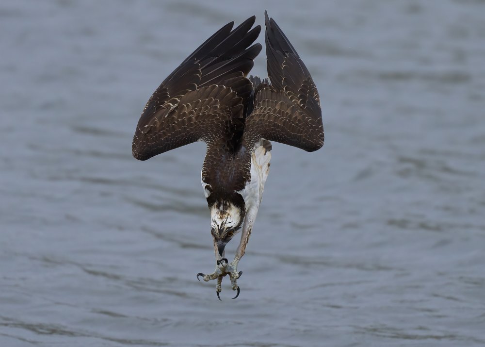 Osprey diving von Johnny Chen