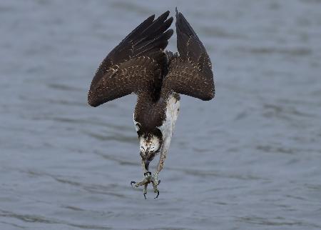 Osprey diving