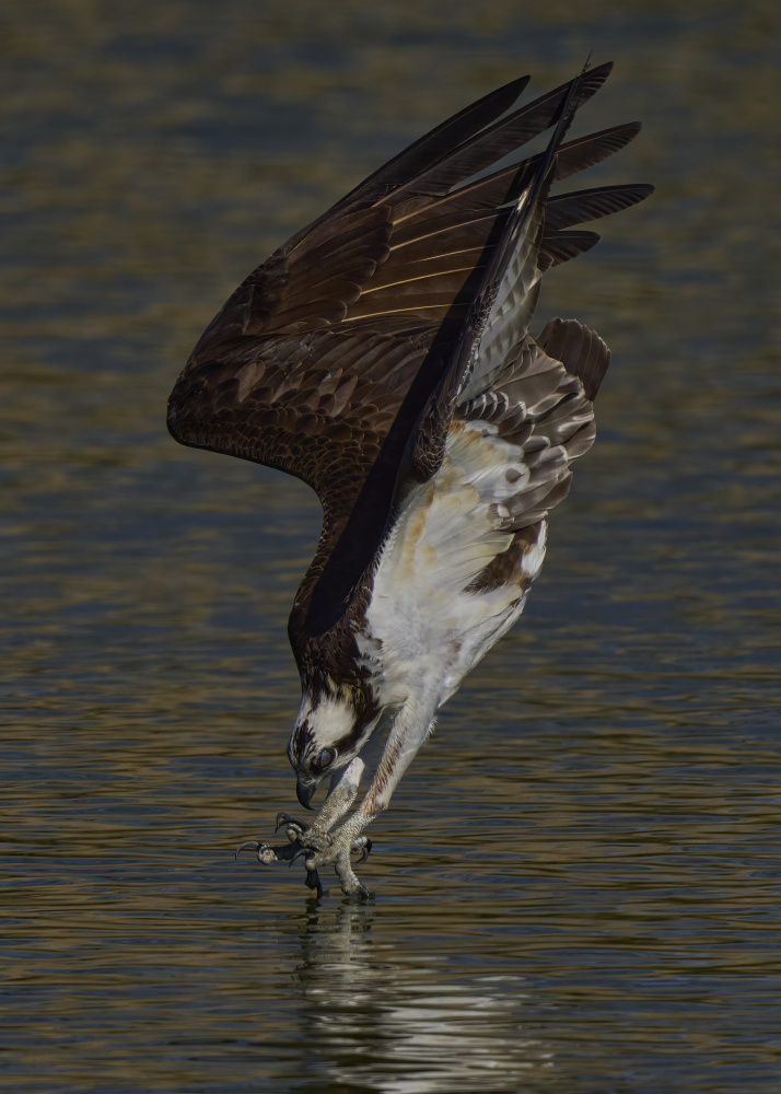 Osprey diving von Johnny Chen