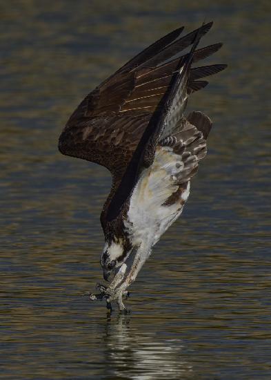 Osprey diving