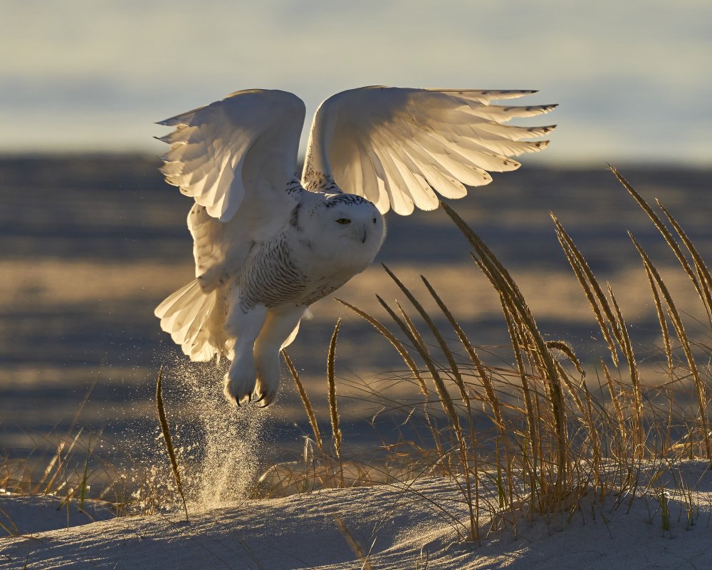 Fly at morning light. von Johnny Chen