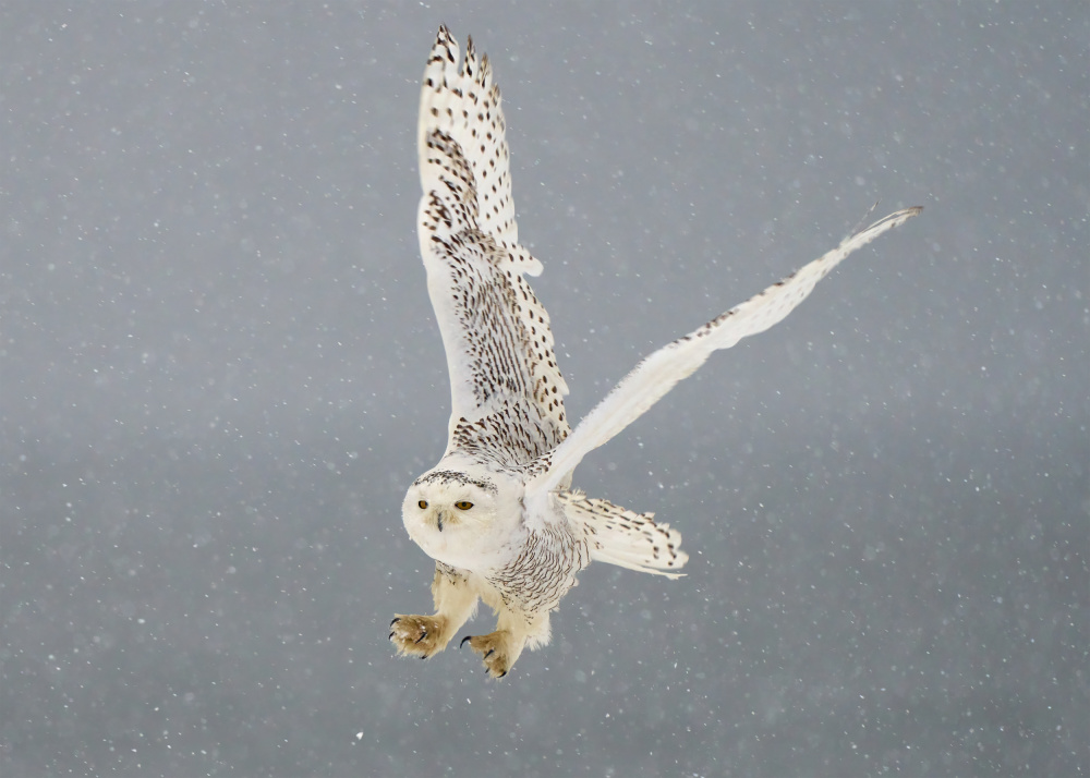 Flight of the Snowy Owl von Johnny Chen