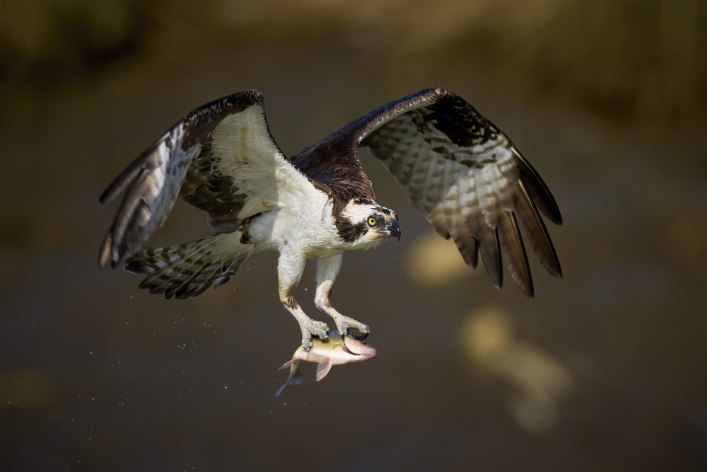 Big catch von Johnny Chen