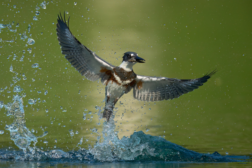 Takes off from the water von Johnny Chen