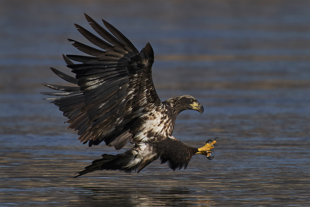 Bald eagle hunting von Johnny Chen