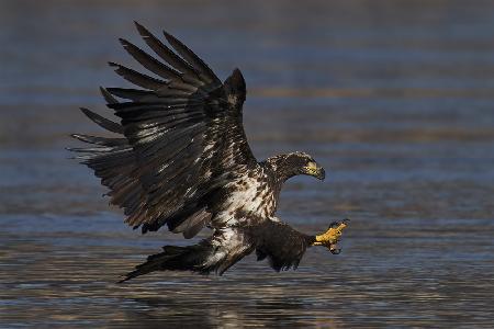 Bald eagle hunting