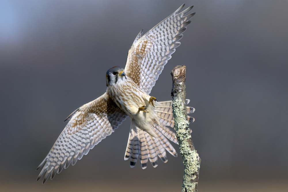 American Kestrel Landing von Johnny Chen