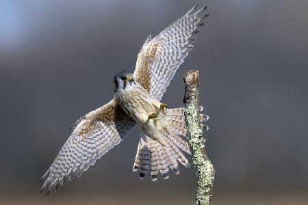 American Kestrel Landing